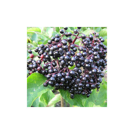 Sabugueiro Korsor ( Sambucus Nigra)