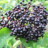 Sabugueiro Korsor ( Sambucus Nigra)