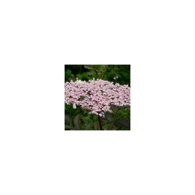 Sabugueiro Purpurea Thundercloud  ( Sambucus Nigra)