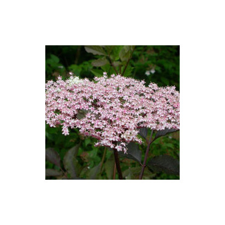 Sabugueiro Purpurea Thundercloud  ( Sambucus Nigra)