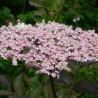 Sabugueiro Purpurea Thundercloud  ( Sambucus Nigra)