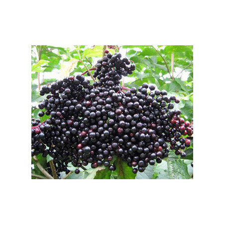 Sabugueiro Sampo ( Sambucus Nigra)