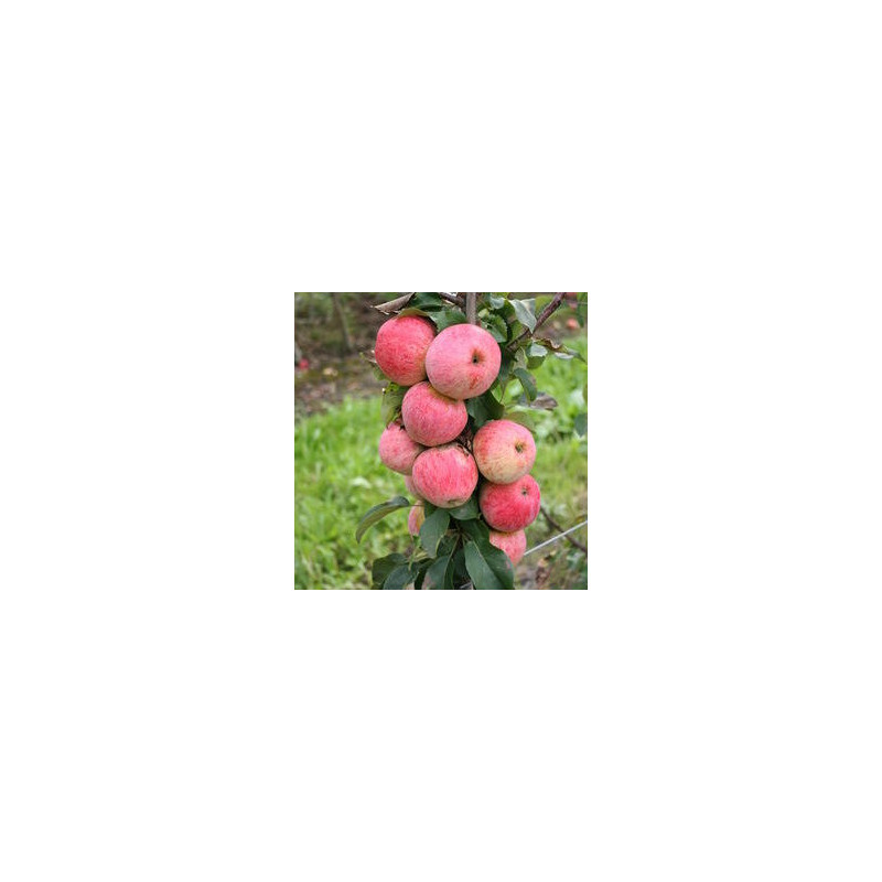 Macieira Maloni Lilly ( Malus Domestica)