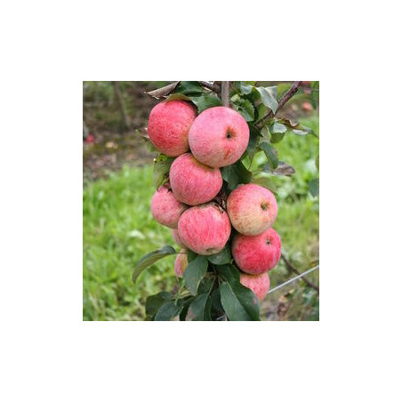 Macieira Maloni Lilly ( Malus Domestica)