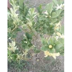 Limão Mão de Buda Variegata ( Citrus Medica var. Variegata)