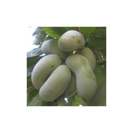 Asimina Triloba Belle ( Paw Paw)