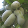 Asimina Triloba Belle ( Paw Paw)