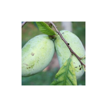Asimina Triloba Halvin ( Paw Paw)