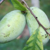 Asimina Triloba Halvin ( Paw Paw)
