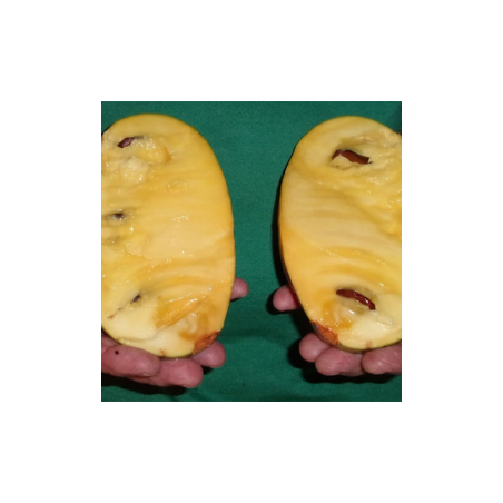 Asimina Triloba Honeydew ( Paw Paw)