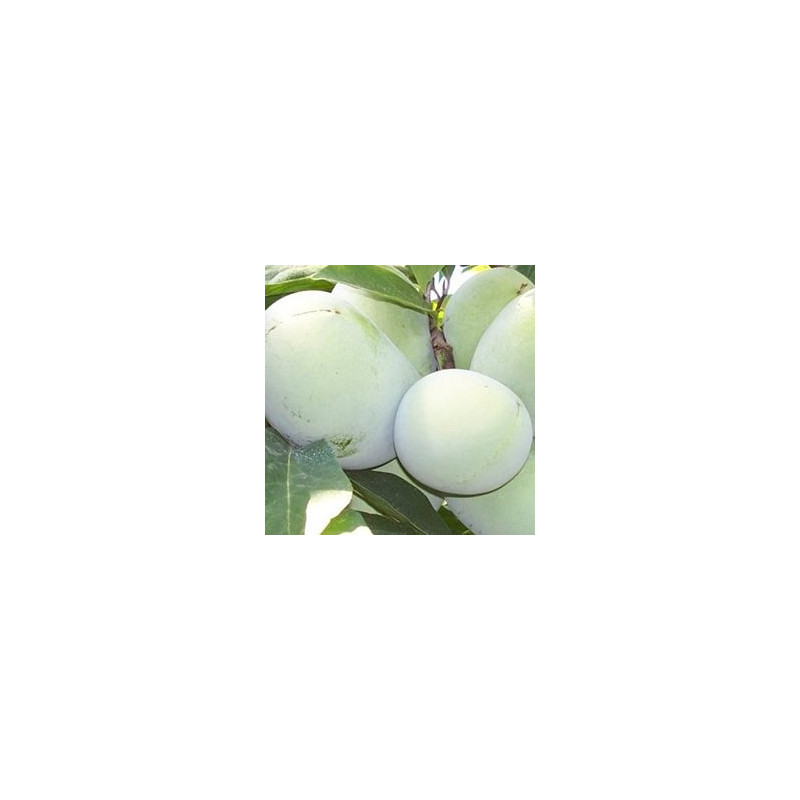 Asimina Triloba Ithaca ( Paw Paw)