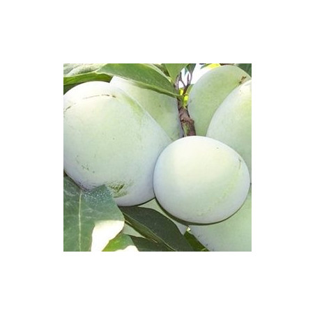 Asimina Triloba Ithaca ( Paw Paw)