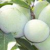 Asimina Triloba Ithaca ( Paw Paw)