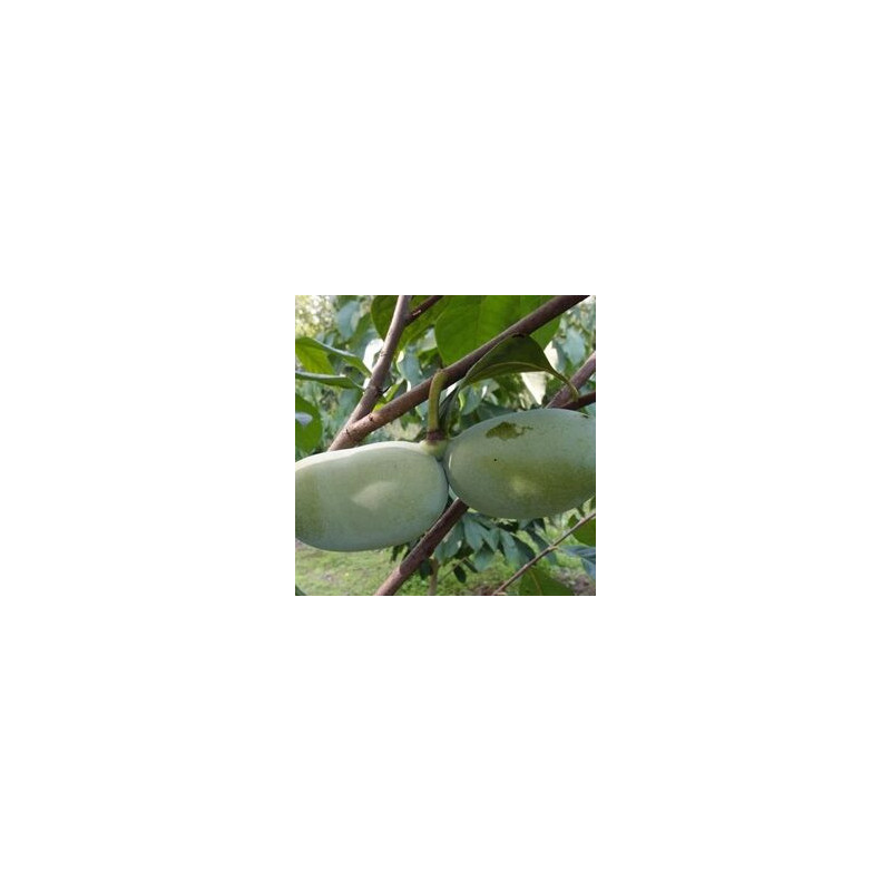 Asimina Triloba Kentucky Champion ( Paw Paw)