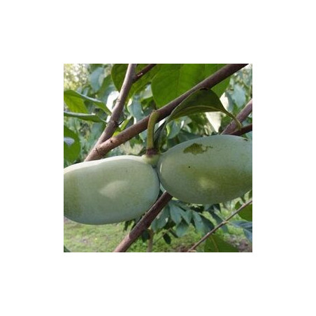 Asimina Triloba Kentucky Champion ( Paw Paw)