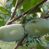 Asimina Triloba Kentucky Champion ( Paw Paw)