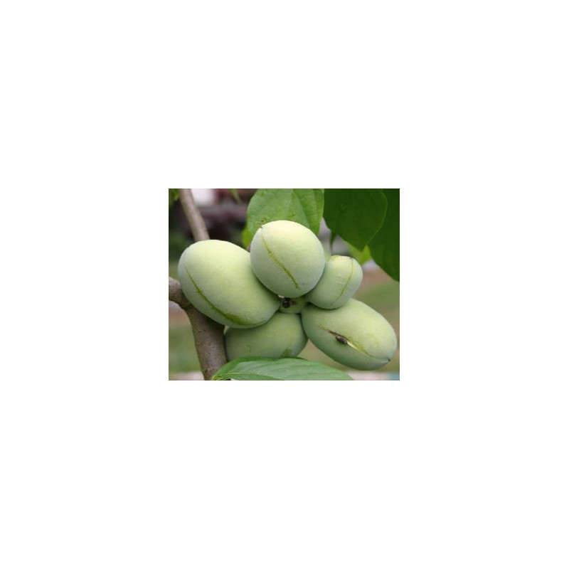 Asimina Triloba Davis ( Paw Paw)