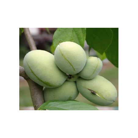 Asimina Triloba Davis ( Paw Paw)