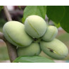Asimina Triloba Davis ( Paw Paw)