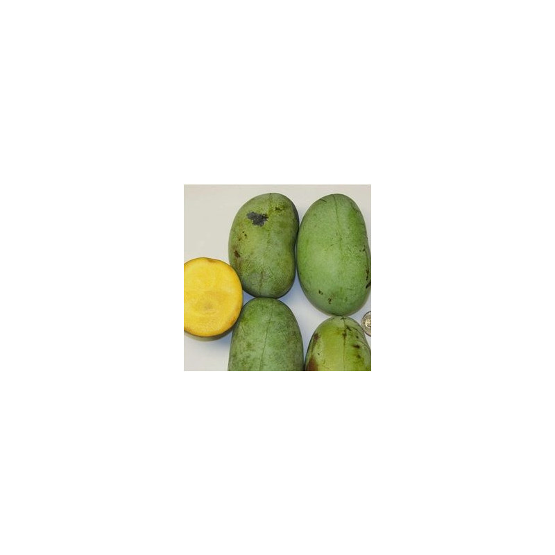 Asimina Triloba KSU Atwood ( Paw Paw)