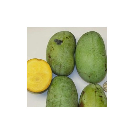 Asimina Triloba KSU Atwood ( Paw Paw)