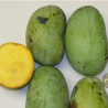 Asimina Triloba KSU Atwood ( Paw Paw)