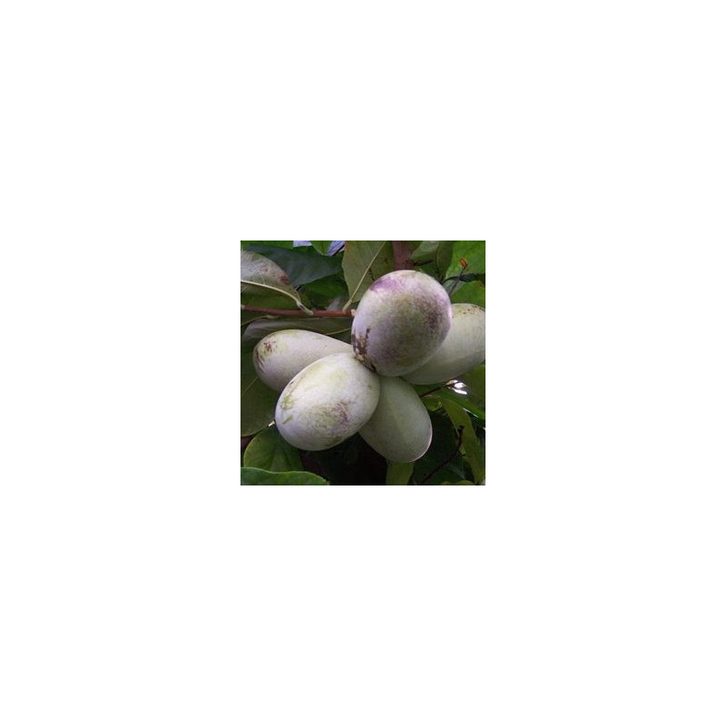 Asimina Triloba Manga ( Paw Paw)