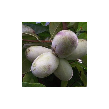 Asimina Triloba Manga ( Paw Paw)