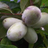 Asimina Triloba Manga ( Paw Paw)