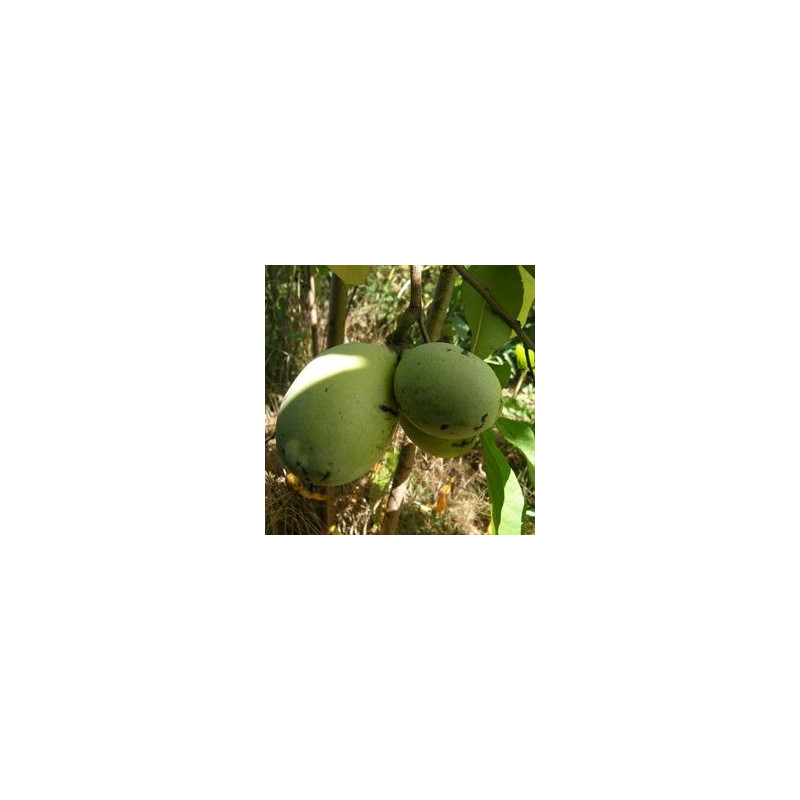 Asimina Triloba Allegheny ( Paw Paw)