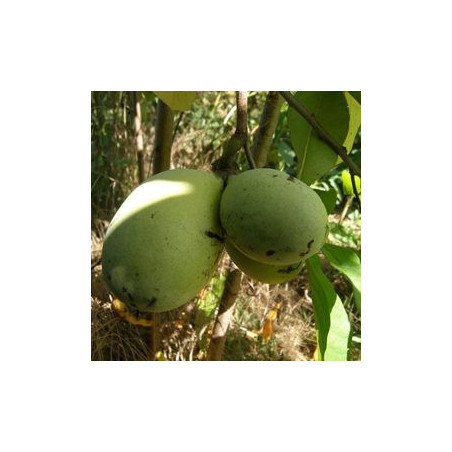 Asimina Triloba Allegheny ( Paw Paw)