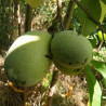 Asimina Triloba Allegheny ( Paw Paw)