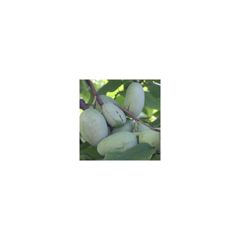 Asimina Triloba NC-1 ( Paw Paw)