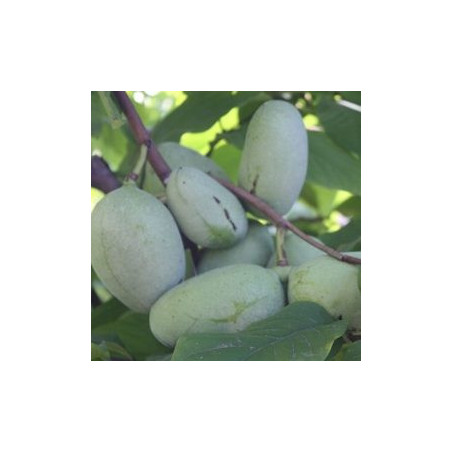 Asimina Triloba NC-1 ( Paw Paw)