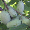 Asimina Triloba NC-1 ( Paw Paw)