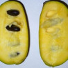 Asimina Triloba Overleese  ( Paw Paw)