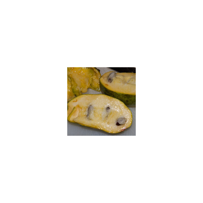 Asimina Triloba Marshmallow ( Paw Paw)