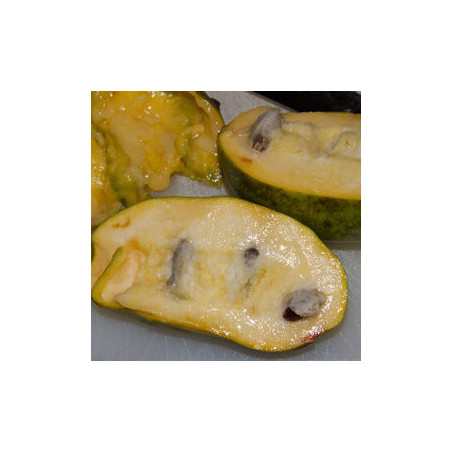 Asimina Triloba Marshmallow ( Paw Paw)