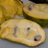 Asimina Triloba Marshmallow ( Paw Paw)