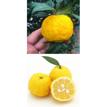 Limão Yuzu ( Citrus Juno)