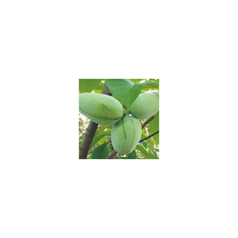 Asimina Triloba Rebecca´s Gold  ( Paw Paw)