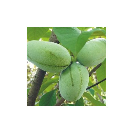 Asimina Triloba Rebecca´s Gold  ( Paw Paw)