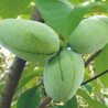 Asimina Triloba Rebecca´s Gold  ( Paw Paw)