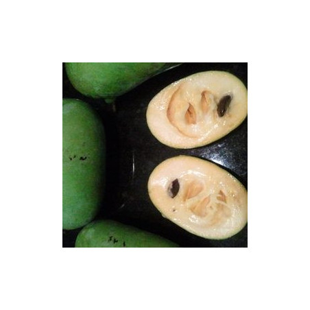 Asimina Triloba Shenandoah Peterson ( Paw Paw)