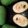 Asimina Triloba Shenandoah Peterson ( Paw Paw)