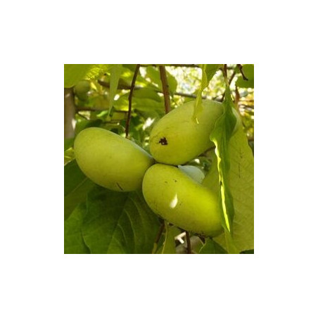 Asimina Triloba Summer Delight ( Paw Paw)