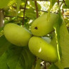 Asimina Triloba Summer Delight ( Paw Paw)