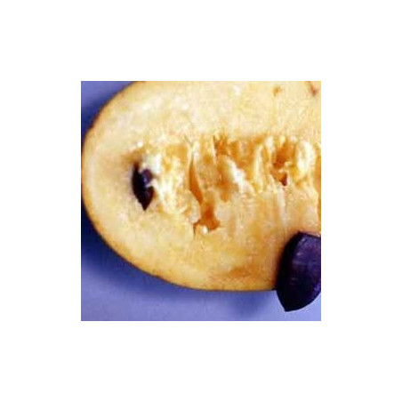 Asimina Triloba Susquehanna Peterson ( Paw Paw)