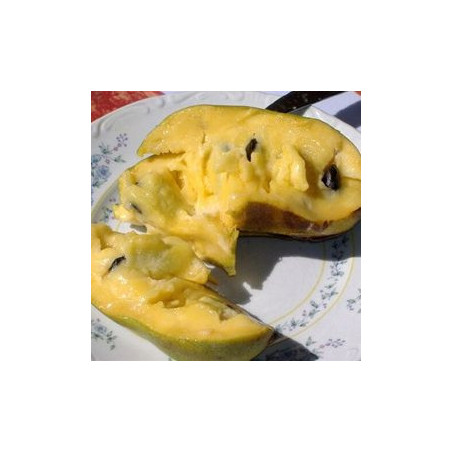 Asimina Triloba Sweet Alice ( Paw Paw)