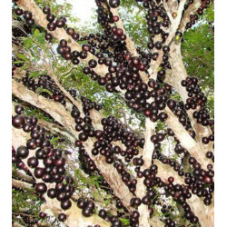 Jabuticaba em Flor (Myrciaria jaboticaba)